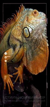 Дверь с фотопечатью №7